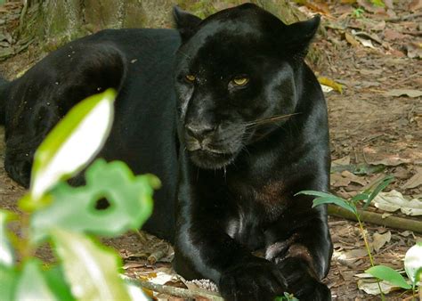 Black Panther Animal Hunting