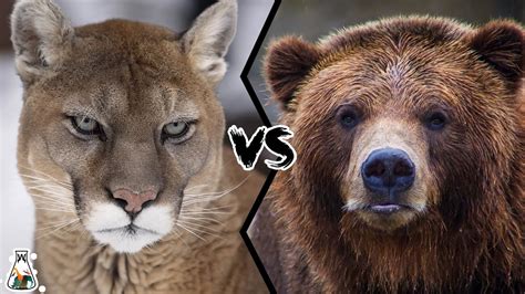 Bear Vs Mountain Lion