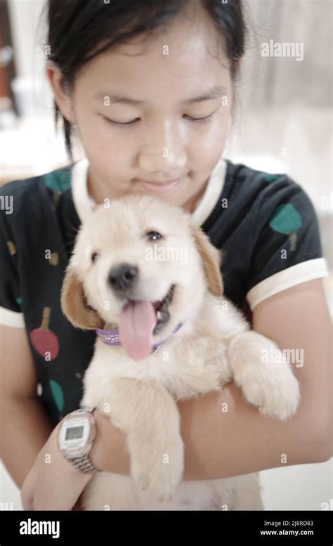 A girl with golden retriever puppy Stock Photo - Alamy