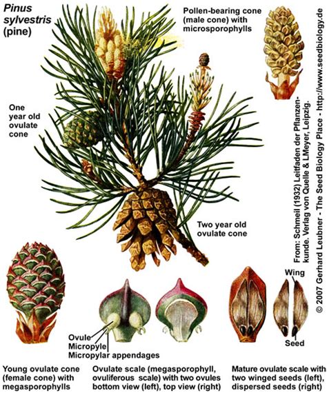 The Seed Biology Place - Seed Evolution