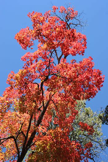 Bigtooth Maples (Acer grandidentatum) in Autumn - The Firefly Forest