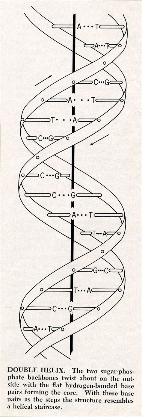 Dna Double Helix Diagram Labeled