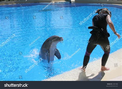 "Dolphin Trainer" Dolphin Trainer Runs From Splashing During A Training ...