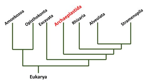 Archaeplastida - Alchetron, The Free Social Encyclopedia