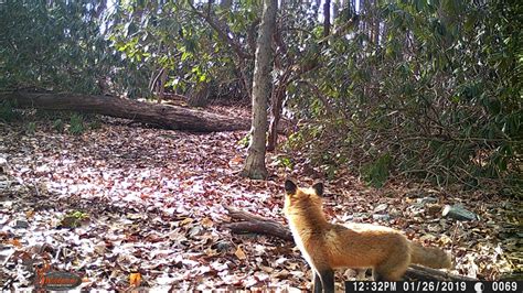 Mariton: Red Foxes - Natural Lands