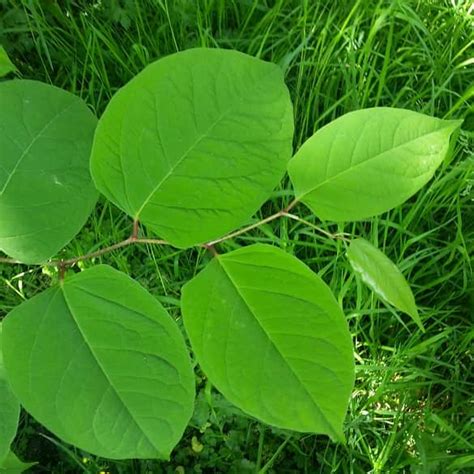 Japanese Knotweed Identification Guide: Expert Tips | Environet