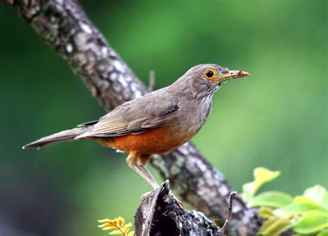 Rufous-bellied Thrush bird photo call and song/ Turdus rufiventris ...