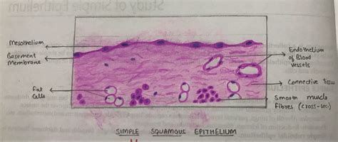 Simple squamous epithelium