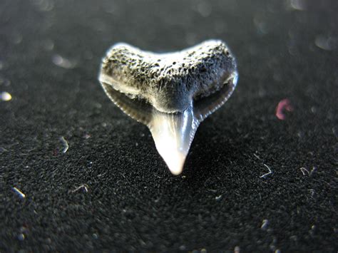 Pristene Angel Shark Tooth - Member Collections - The Fossil Forum