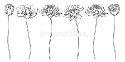 Beautiful Vector Illustration of Lotus Flowers