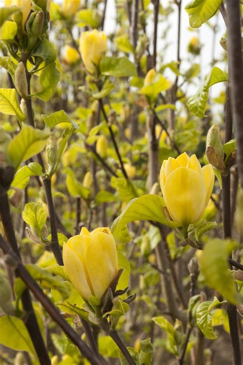 Yellow Bird Magnolia, Magnolia acuminata 'Yellow Bird', Monrovia Plant