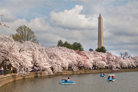 5 Things You Need to Know About the National Cherry Blossom Festival ...