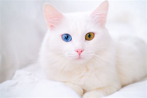 White cat with different color eyes. Turkish angora. Van kitten with ...