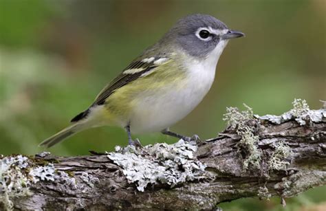 Blue-headed Vireo - American Bird Conservancy