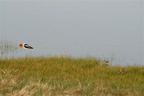 May Nature Almanac: Enticing Avocets — Boulder County Audubon