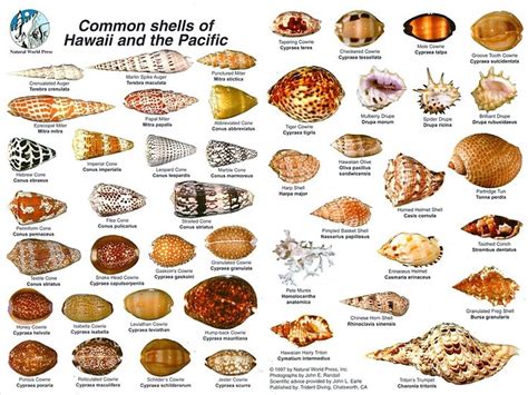 27 best shell ID images on Pinterest | Sea shells, Shells and Conch shells