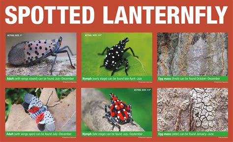 Dreaded spotted lanternflies march through Lancaster County; feds make ...