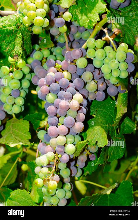 Grapes in a vineyard in Italy Stock Photo - Alamy