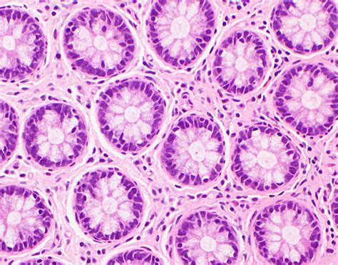 Colon Histology