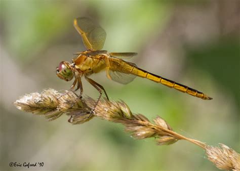 Yellow dragonfly - Libellula needhami - BugGuide.Net