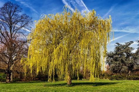 Top 8 Fast Growing Shade Trees For Your Garden - Garden Ambition