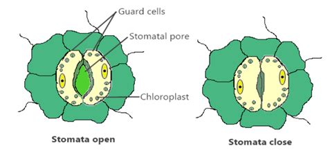 Stomata Leaf Diagram