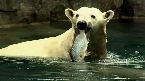 Do Polar Bears Eat Fish - Why do polar bears eat fish - Zooologist