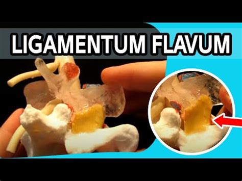 Ligamentum Flavum - YouTube