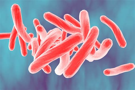 Mycobacterium tuberculosis | Microbiology Society