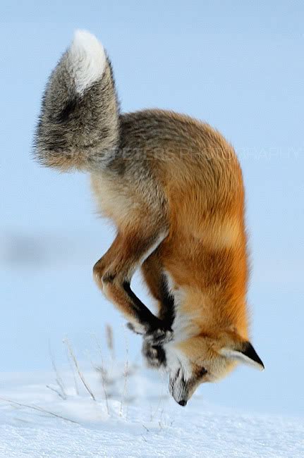 Red Fox Diet - Hunting Strategies & Behaviour | Wildlife Online