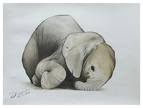 Baby Elephant Realistic Color Pencil Sketch Drawing by Sketches In - Pixels