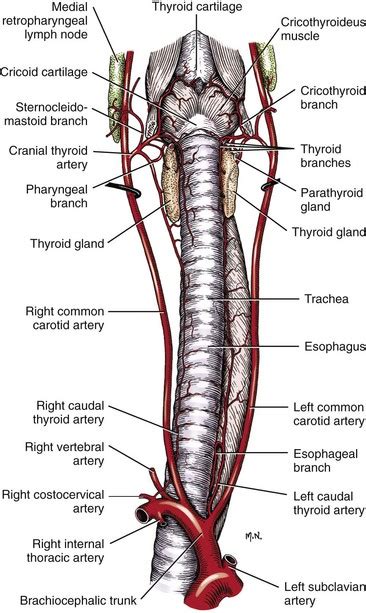 Tracheal Cartilage Diagram