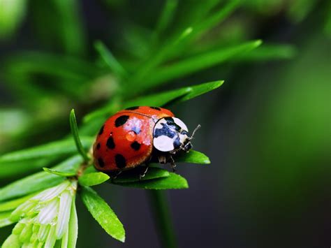 Temperate Climate Permaculture: Beneficial Insects: Ladybugs