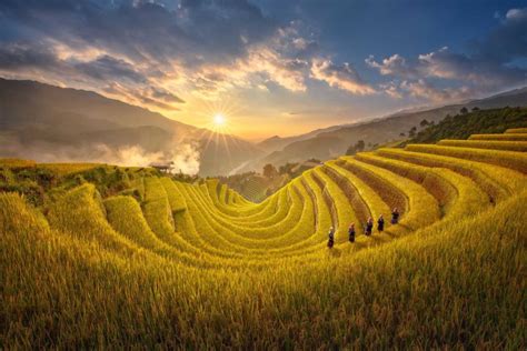 Mu Cang chai rice terraces in the harvest season