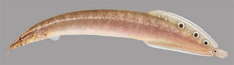 Spotfin Spiny Eel (Macrognathus siamensis) - Species Profile