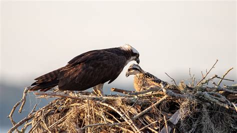 Birds of a Feather - Famous Ospreys Return to Lake Norman Nesting ...