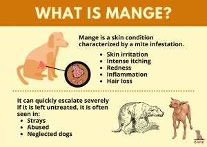 All About Mange In Dogs – Disease Process And Treatment Guide | Bark ...