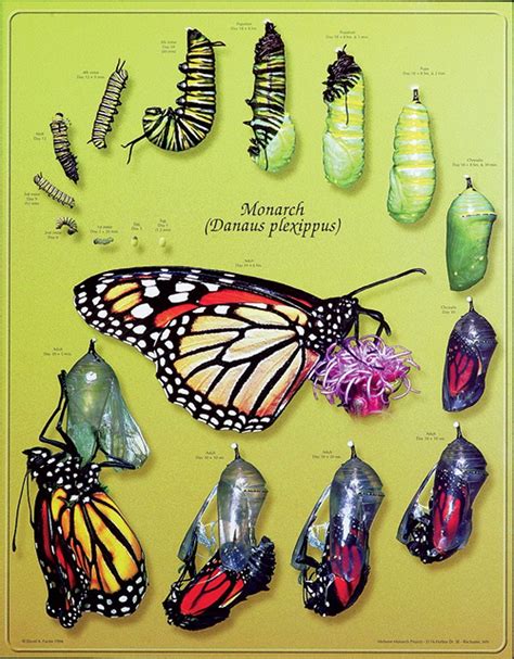 Monarch Butterfly Life Cycle Timeline