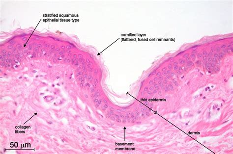 Pin by Maria Kozlova on Biology&medicine | Tissue types, Basement ...