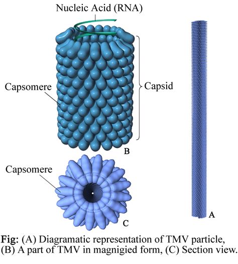 Tobacco Mosaic Virus Structure