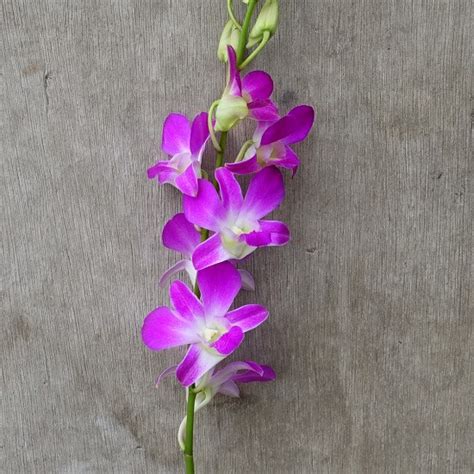 Dendrobium Pink | Fresh Cut Orchids | Wee Lee Nursery