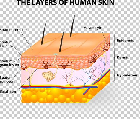 Human Skin Subcutaneous Tissue Epidermis PNG, Clipart, Agar, Anatomy ...