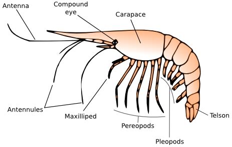 Introduction to crustaceans - Amateur Entomologists' Society (AES)