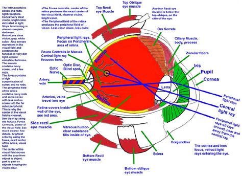 Eye Diagram With Functions Eyelid Nerve Supply