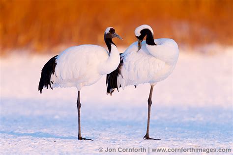 Red-Crowned Crane 21 Photo, Picture, Print | Cornforth Images