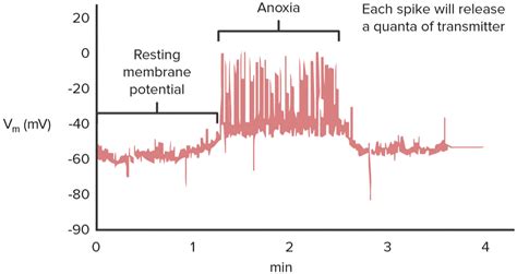 Respiratory Physiology | Lecturio Online Medical Library