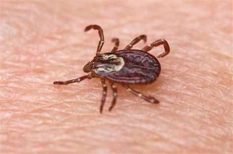 About ticks, lyme disease, and other tick-borne diseases