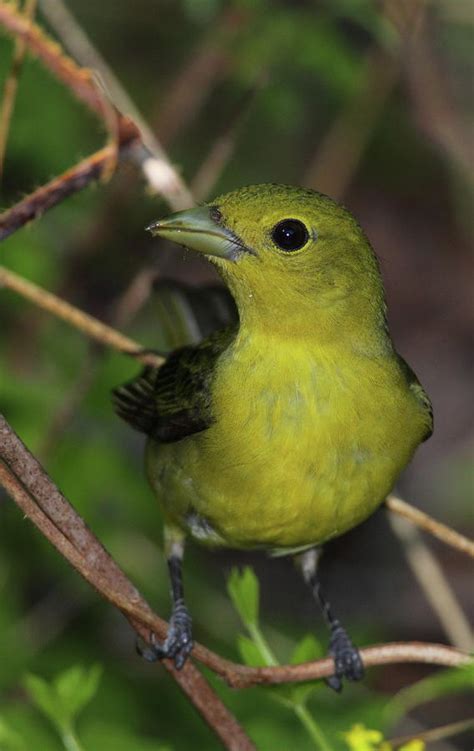 Scarlet Tanager Female Photograph by Bruce J Robinson