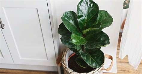 How to Grow and Care for Fiddle-Leaf Fig (Ficus lyrata)