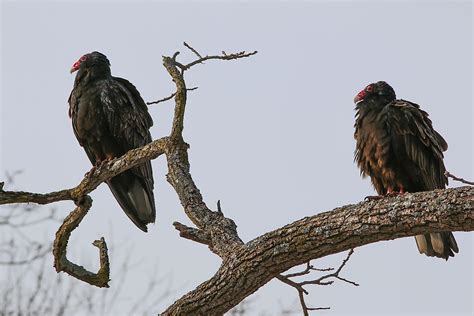 The Seven Species Of New World Vultures - WorldAtlas